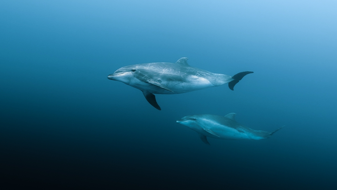 Galapgos daulphins